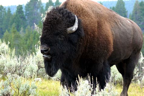 Pensioner gored by wild bison at Yellowstone National Park after repeatedly approaching it to ...