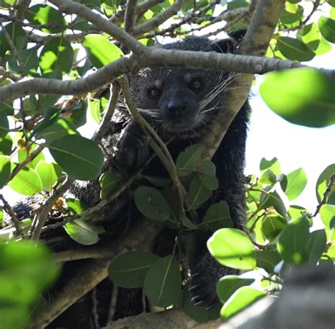 Binturong - Facts, Diet, Habitat & Pictures on Animalia.bio