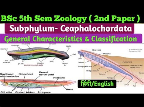 General Characteristics & Classification of Cephalochordata//Cephalochordata General ...