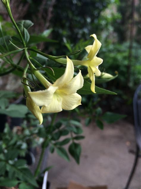 Jasminum officinale 'Devon Cream' - Xera Plants