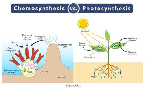 Chemosynthesis – Definition, Process, Equation, and Examples