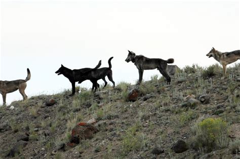 The Wolf Runt Who Rose To Alpha-Male Status In Yellowstone | On Point