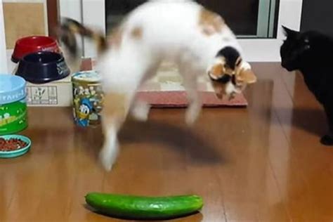 Cat and cucumber → Why are cats afraid of cucumbers?