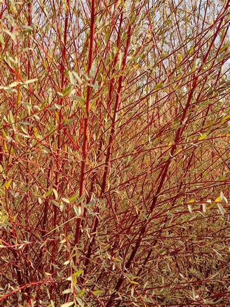 Iran red willow specification | ourfamily products