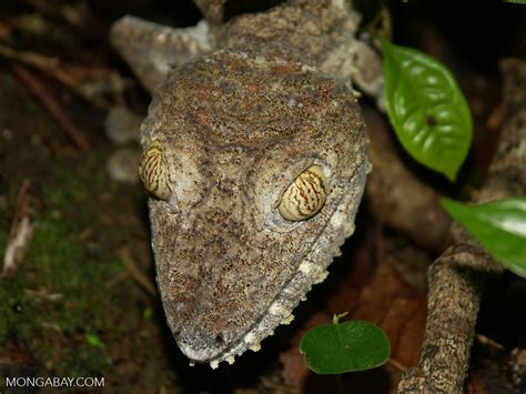 Uroplatus fimbriatus; close head shot from above (Masoala NP)