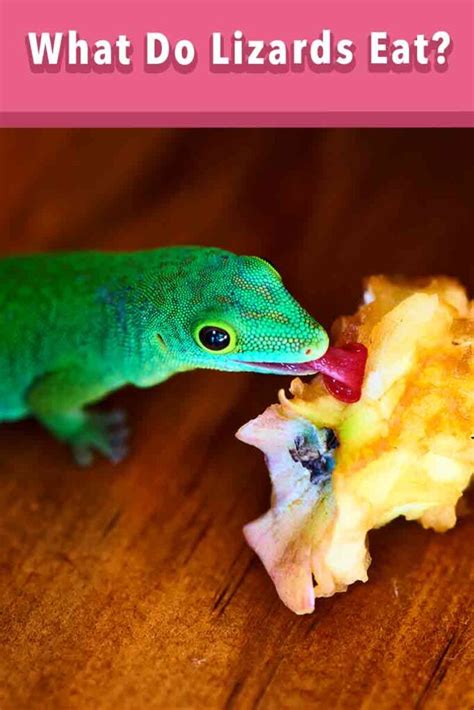 What Do Lizards Eat? Safe Insects And Plants For Lizards