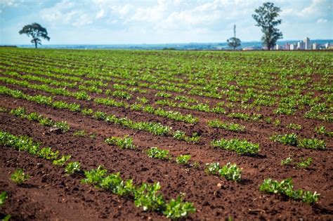 Premium Photo | Peanut plantation