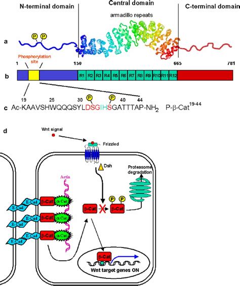 (A) Schematic representation of the b-Catenin. (a) The... | Download ...