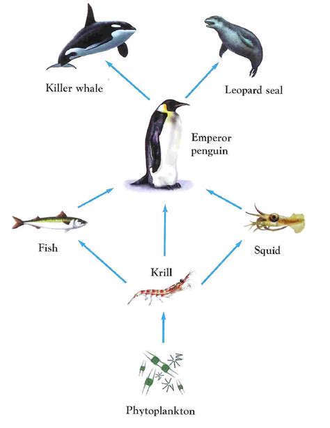 Emperor Penguin Fish