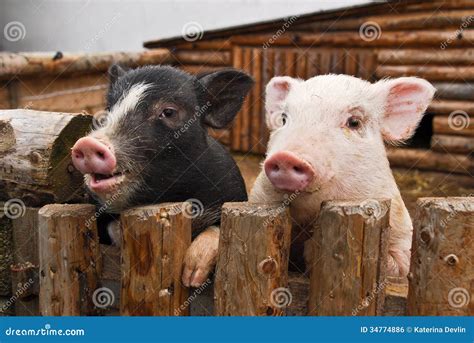 Two pigs stock photo. Image of piggy, black, piglet, little - 34774886