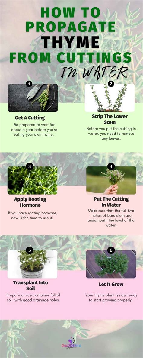 How to Propagate Thyme from Cuttings in Water - Gardenia Organic