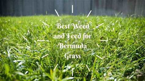 Best Weed and Feed for Bermuda Grass - Lawn Gardeners