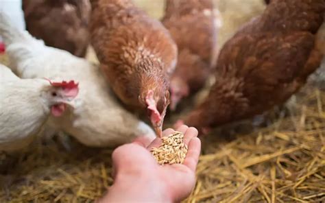 Low Cost Broiler Feed Formulation: A Full Guide To Ingredients