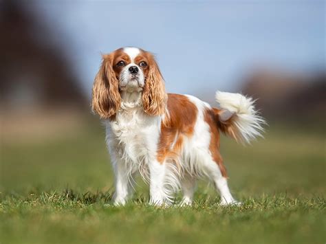 Cavalier King Charles Spaniel: Common Health Problems | Spot®