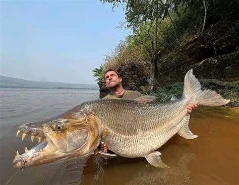 Dangerous Goliath Tigerfish Lurking In The Freshwaters | The Predatory ...