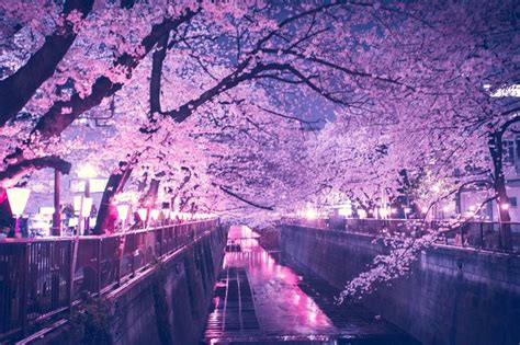 Computer Night Time Cherry Blossom Wallpapers - Wallpaper Cave