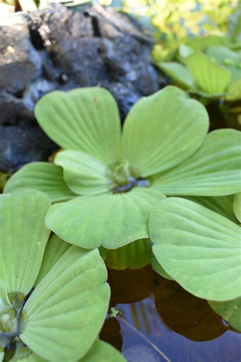 BUY 2 GET 1 FREE Water Lettuce Easy Live Aquarium Pond Aquatic | Etsy