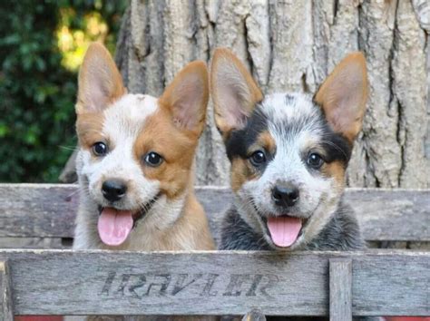 Corgi Red Heeler Mix Puppies - a blue heeler / corgi cross :) 2 de mis razas favoritas juntas ...