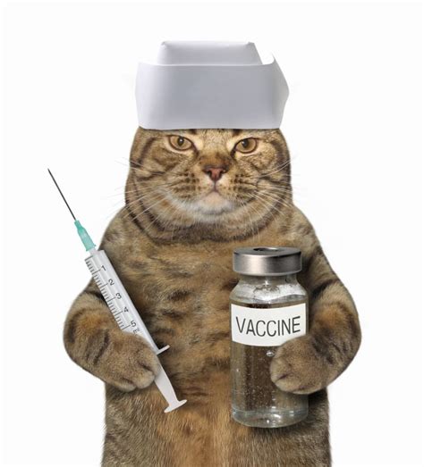 Cat Rabies Vaccine: Schedule, Cost & Side Effects