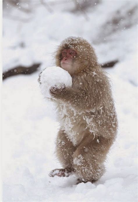 For your Desktop:::...: Cute Animals In Snow