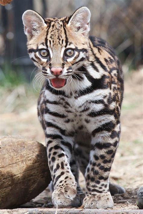 17+ best images about *** OCELOT + MARGAY *** on Pinterest | Terry o'quinn, Pets and Jaguar