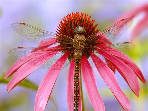 Amazing Dragonfly Insect - Dragonfly Facts, Images, Information, Habitats, News | World Most ...