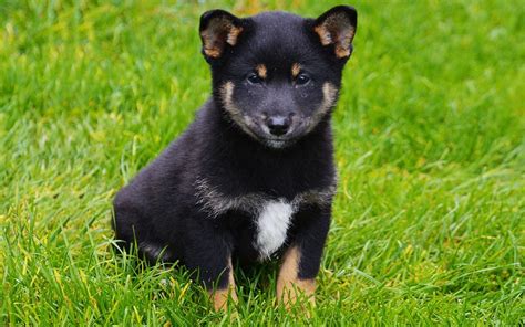 Shiba Inu Puppies Breed information & Puppies for Sale