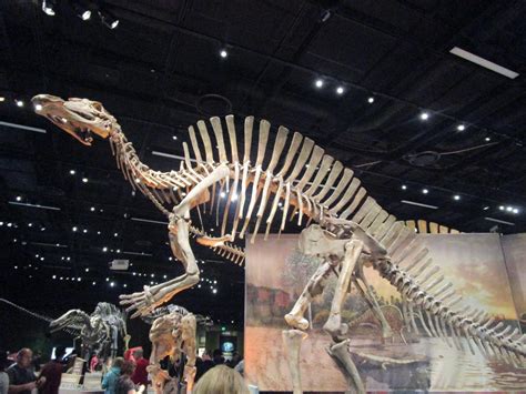 Ouranosaurus Skeleton at the Denver Museum by kylgrv on DeviantArt