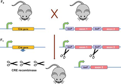 Conditional gene knockouts in mice using the Cre recombinase-loxP... | Download Scientific Diagram