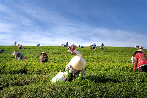 Cotton Harvesting In 2020: How it works -The Daily notes