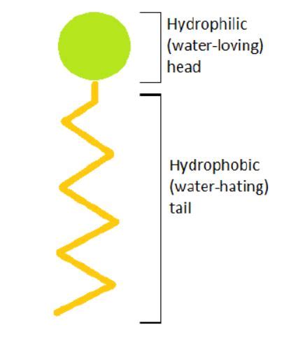 Surfactant Chemical Structure