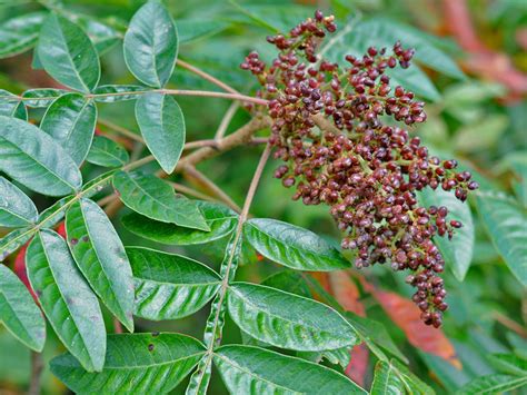 Winged Sumac, Rhus copallina