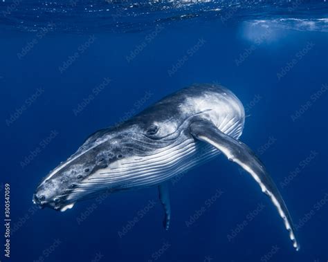 Humpback Whale Calf Stock Photo | Adobe Stock