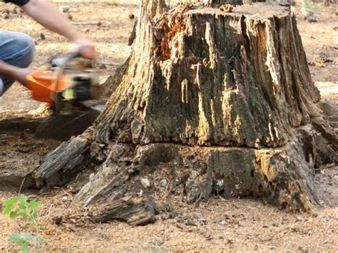 Tree Roots Removal - Reasons Why You Should Leave It to the ...