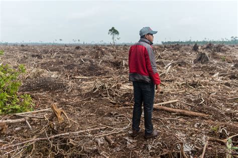 Trees Fell Faster in the Years Since Companies and Governments Promised ...