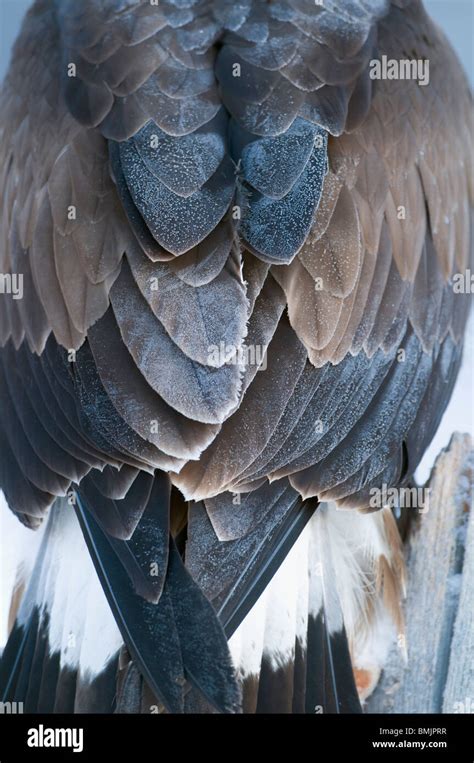 Eagle feathers High Resolution Stock Photography and Images - Alamy