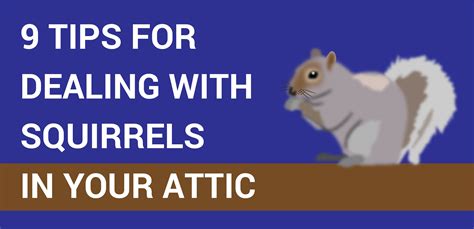 Review Of How To Get Rid Of Squirrels In Your Attic Ideas