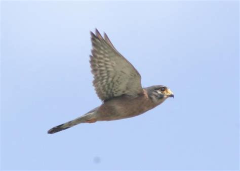 Seychelles Kestrel | The Peregrine Fund