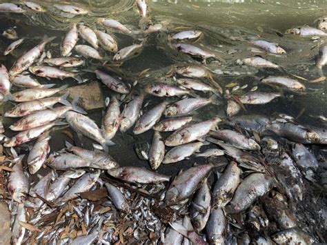 Menindee Lakes fish kill: How did the Darling River get to this point? | Farm Online | Farmonline