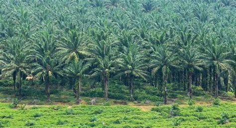 Ini Langkah Pemerintah Bereskan Lahan Kelapa Sawit di Kawasan Hutan - Sawit Kita