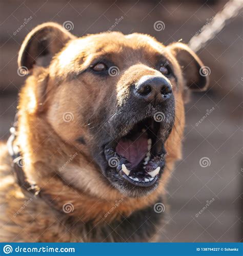 An Angry Dog Barks Near the House Stock Image - Image of scary, vicious ...