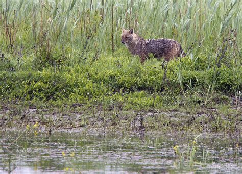 Danube Delta Biosphere Reserve wildlife location in Romania, Europe ...