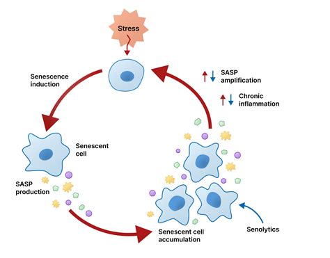 Senolytics: Selectively Eliminating the Cells Associated with Accelerated Aging – revigorator