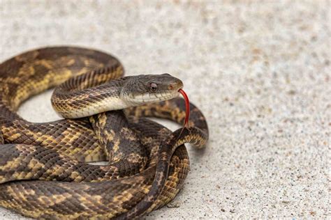 10 Fastest Snakes in the World: Moving & Striking Speed - Wildlife Explained