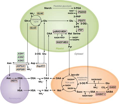 Scheme of asparagine synthesis and associated metabolic pathways... | Download Scientific Diagram