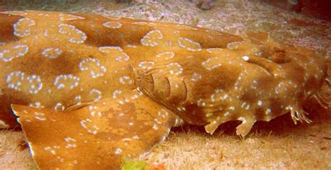 The Spotted Wobbegong | Critter Science