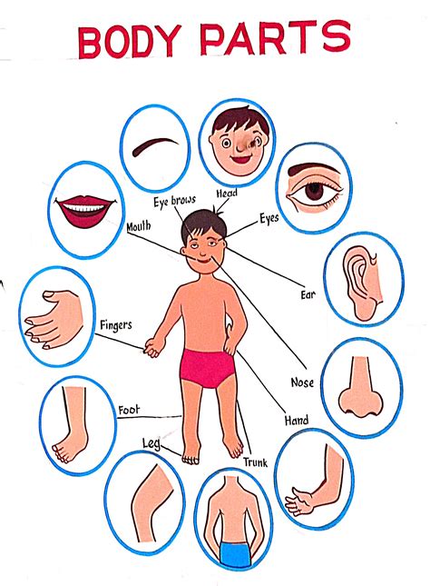 File:Human body parts diagram.jpg - Wikimedia Commons