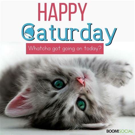 Happy Caturday! #MondayMotivation #FridayFunny #quotesandsayings #saying #quotes #quotestoliveby ...