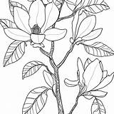 Magnolia Floral Coloring Page Black And White · Creative Fabrica sketch template