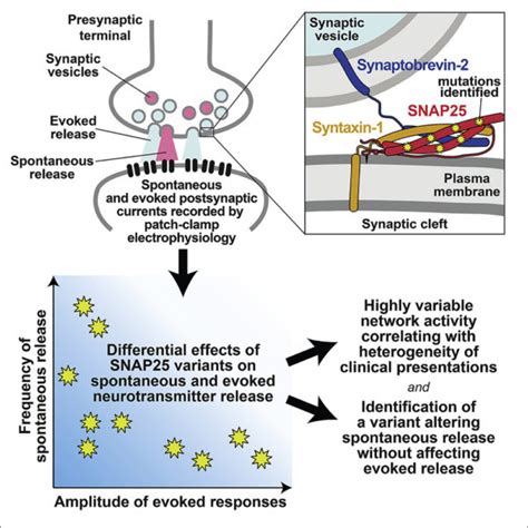 Spontaneous release of neurotransmitters in the brain identified as a culprit of developmental ...